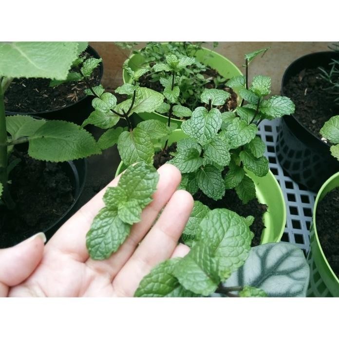 

Terlaris 4Man Bibit / Benih Biji Tanaman Herbal Daun Mint Spearmint Isi 100 Biji