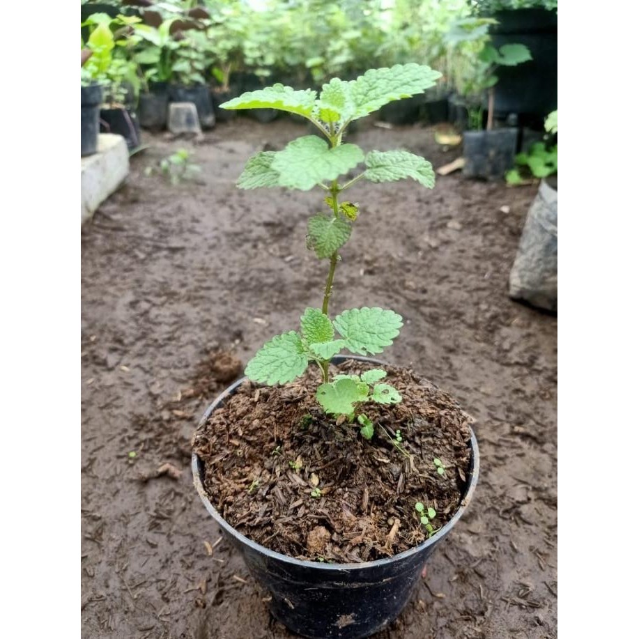 

Terlaris Bibit Tanaman Lemon Balm - Daun Lemon Mint - Tanaman Herbal Lemon Blam