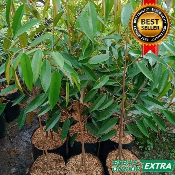 

Terlaris Bibit Durian Montong Kaki 3 Tinggi 130-150Cm