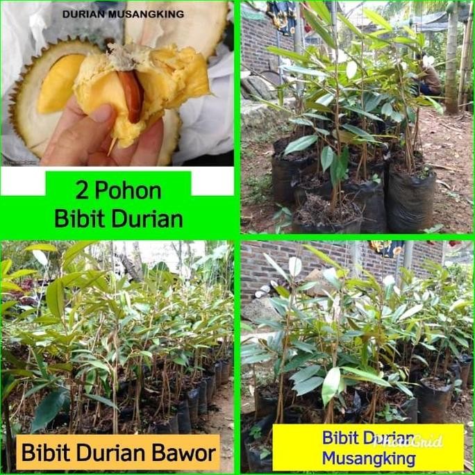 

Terlaris Promo 2 Bibit Durian Bawor & Musangking