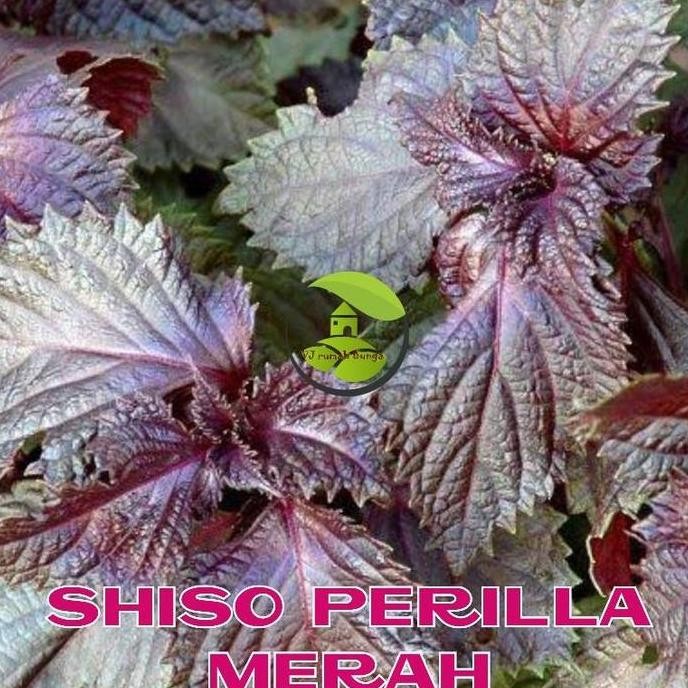 

Terlaris Benih Bibit Herbal Benih Herb Daun Mint Rosemery Thyme Oregano Parsley
