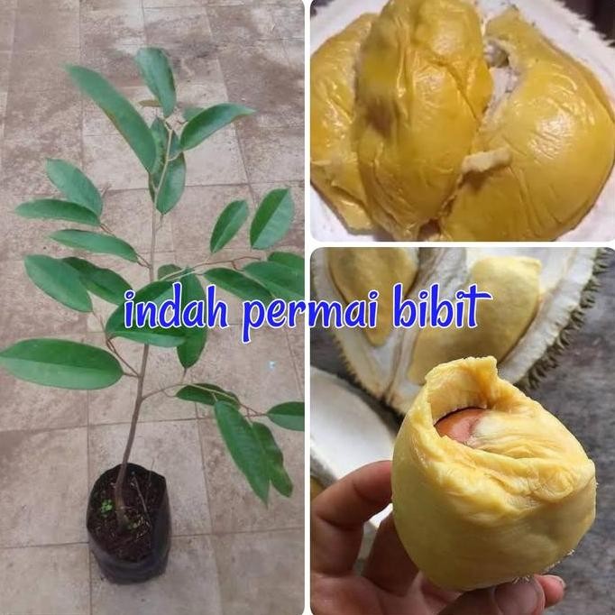 

Terlaris Bibit Tanaman Durian King Lobster