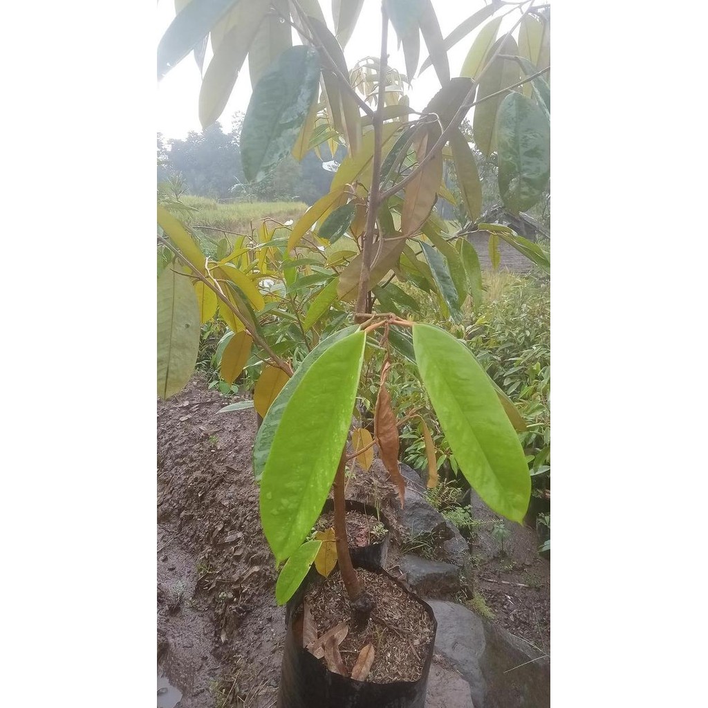 

Terlaris Bibit Durian Musangking 1 Meter