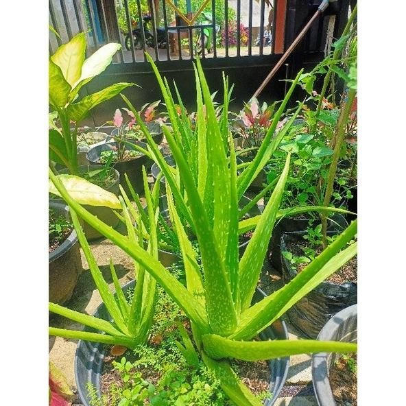 

Terlaris Bibit Lidah Buaya Jumbo (Anakan) Xucbnc 2169Pk