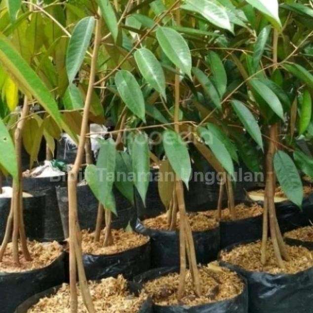 

Terlaris N3W Bibit Durian Musangking Kaki 3 Ta - Pohon Buah Duren Musang King Az