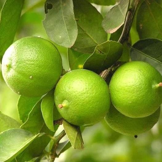 

Terlaris Bibit Jeruk Lemon Lokal Nipis Pecel Jeruk Segar Dengan Rasa Asam Yang Lezat