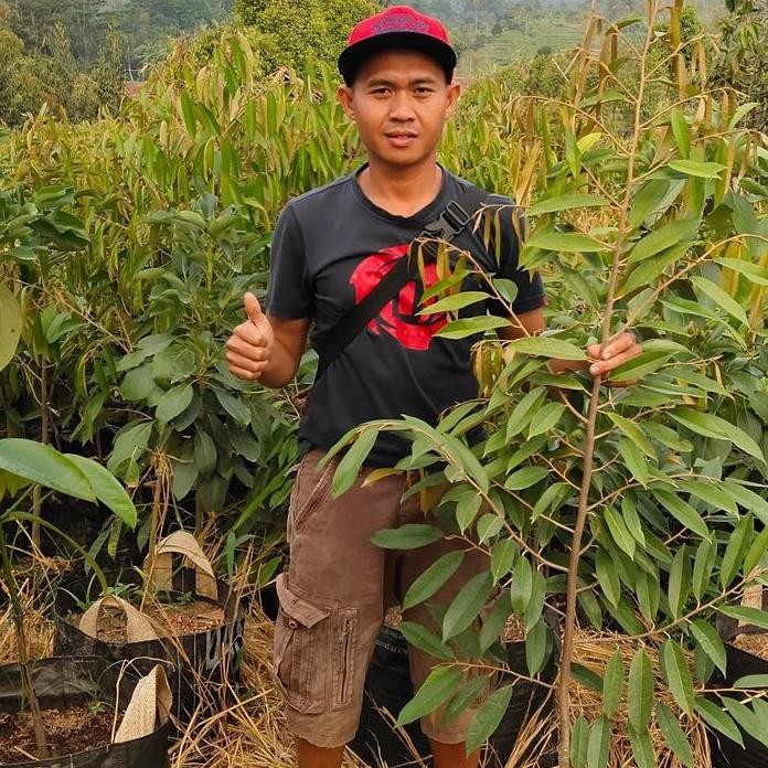 

Terlaris Bibit Durian Musangking Tinggi 1,5 Meter Up
