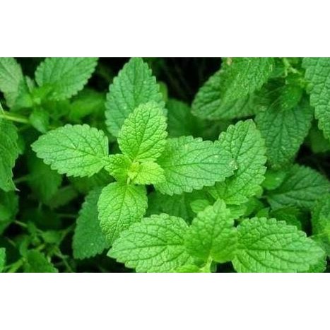 

Terlaris Bibit Tanaman Daun Mint