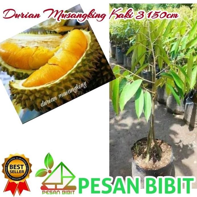 

Terlaris Bibit Durian Musangking Kaki 3 Tinggi 150Cm
