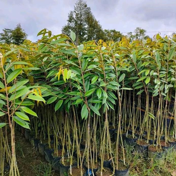 

Terlaris Bibit Tanaman Durian Kaki 3 Musangking 1 Meter Up