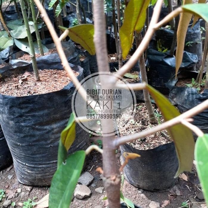 

Terlaris New* Bibit Durian Montong Hasil Okulasi .