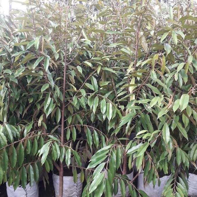 

Terlaris Bibit Durian Dongkelan Musangking 1Meter
