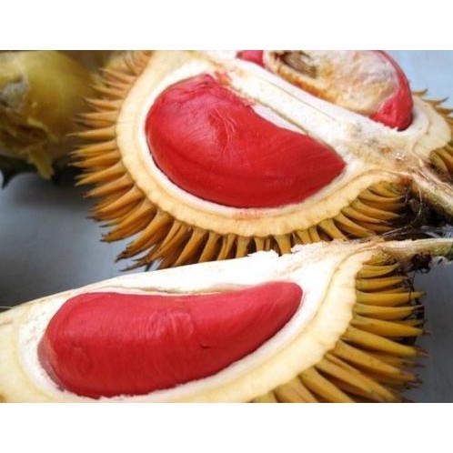 

Terlaris Asli! Bibit Durian Merah Super Terlaris