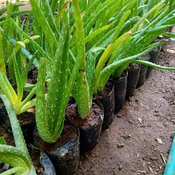 

Terlaris Bibit Lidah Buaya Unggul Murah