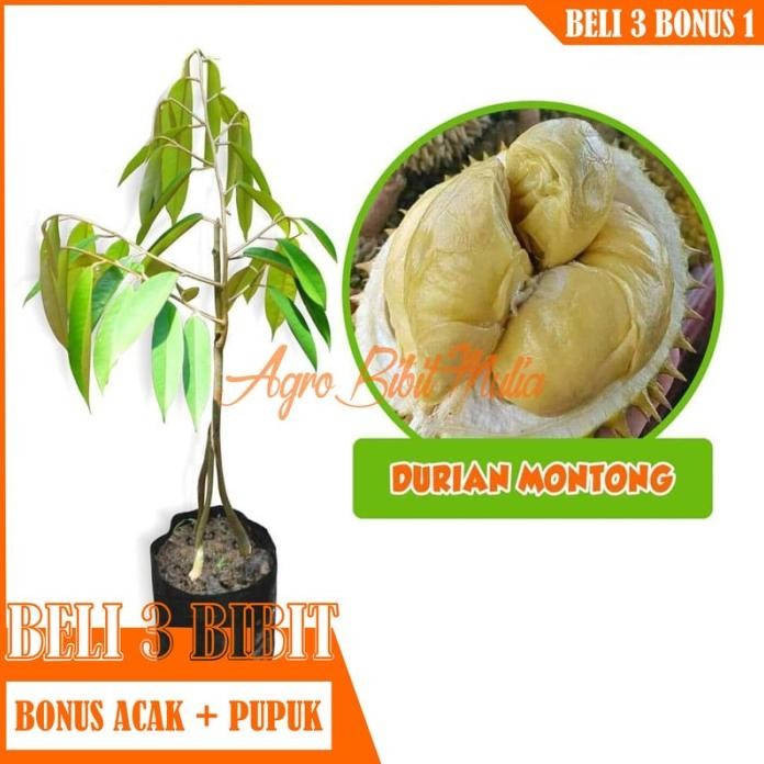 

Terlaris Bibit Tanaman Buah Durian Montong Super