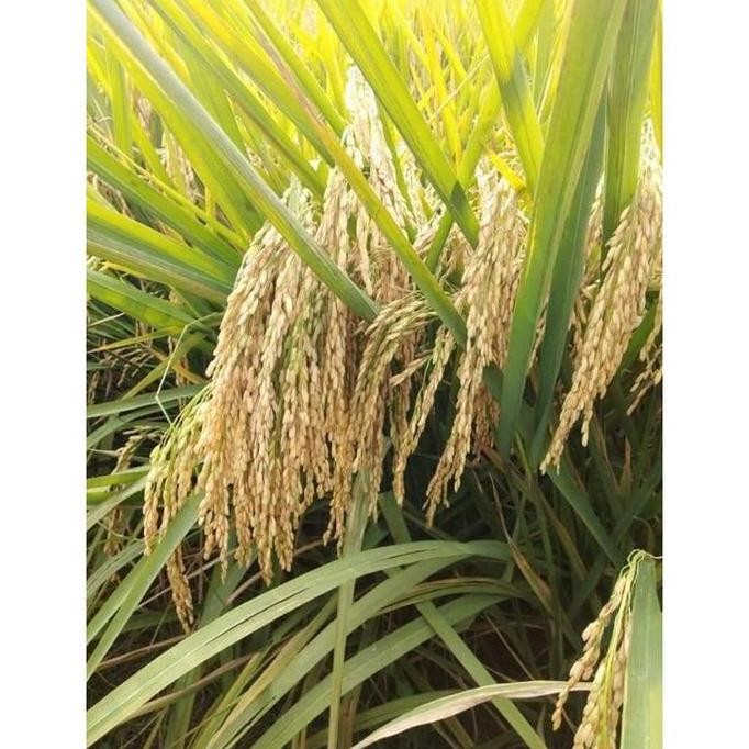 || BANANA / benih padi unggul cibatu 06 original ||~~~