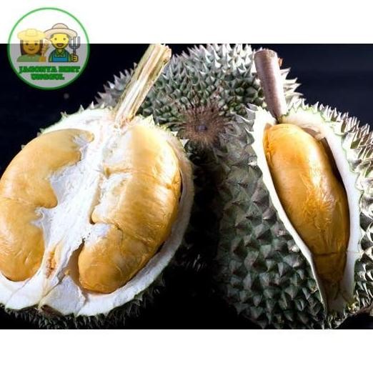 

Terlaris Bibit Durian Duri Hitam