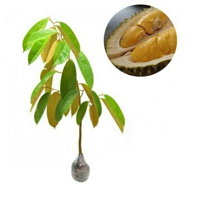 

Terlaris Bibit Tanaman Durian Duri Hitam