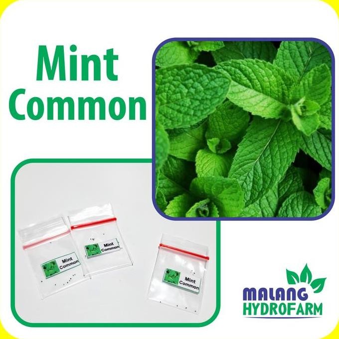 

Terlaris Benih Mint Common Unggulan Berkualitas Biji Daun Min Herbal Bibit Hydr