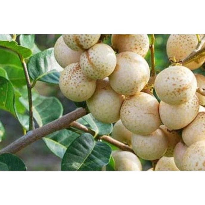 

Terlaris Bibit Tanaman Bibit Kelengkeng Aroma Durian Stek Atau Okulasi Cepat