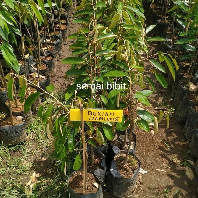 

Terlaris Benih Durian Namlung Tanaman Durian Namlung - Stock Ready Bibit Unggul Cepat Berbuah