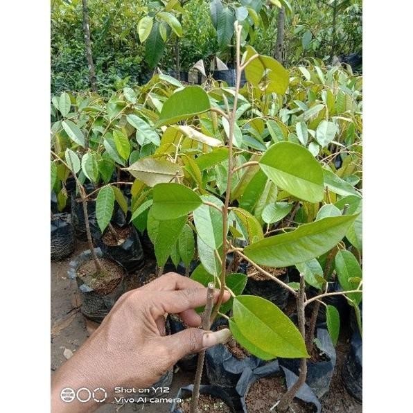 

Terlaris Bibit Tanaman Durian Kanyao Thailand (Berbuah Nezwxc 9883Od