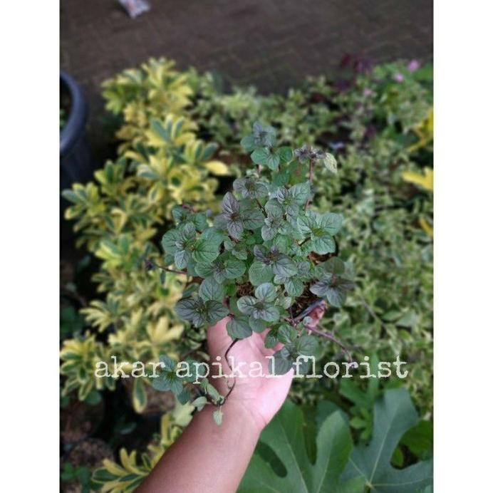 

Terlaris Bibit Tanaman Paket 4 Daun Mint Koryyo 5701Rp