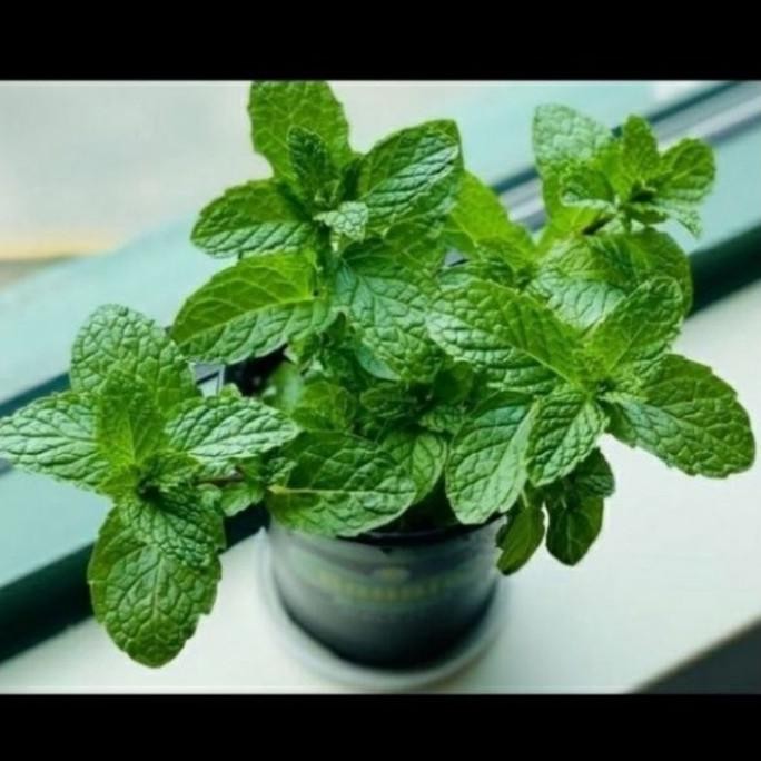 

Terlaris 0( Bisa Cod ) Bibit Tanaman Daun Mint / Pohon Daun Mint Aexmjj 9844Bw