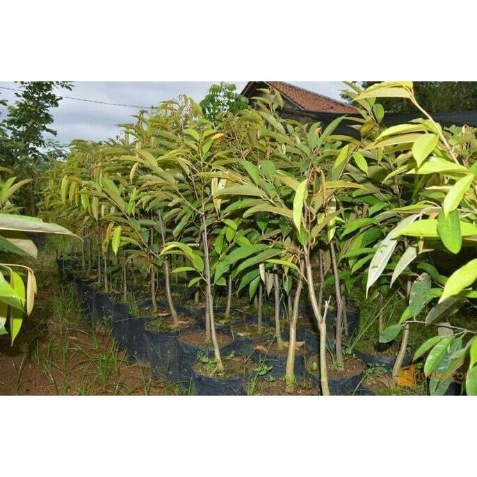 

Terlaris Bibit Buah Durian Bidadari