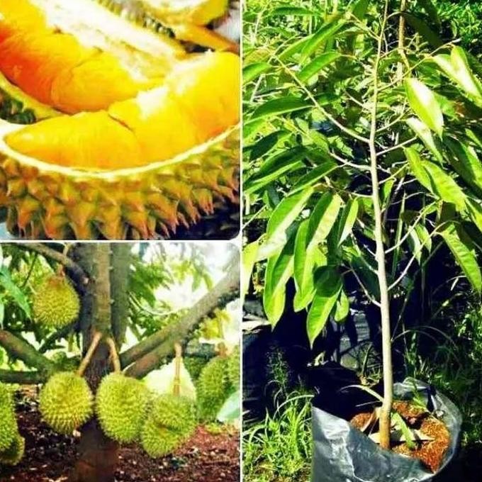 

Terlaris 10 Bibit Durian Bawor+2 Bibit Anggur