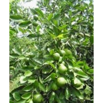 

Terlaris Bibit Jeruk Nipis