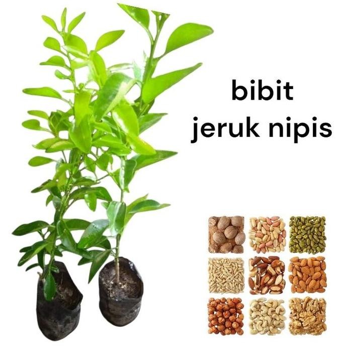 

Terlaris Bibit Jeruk Nipis Siap Tanam - Tanaman Jeruk Nipis Obat Batuk Dan Penetrasi Bau Amis