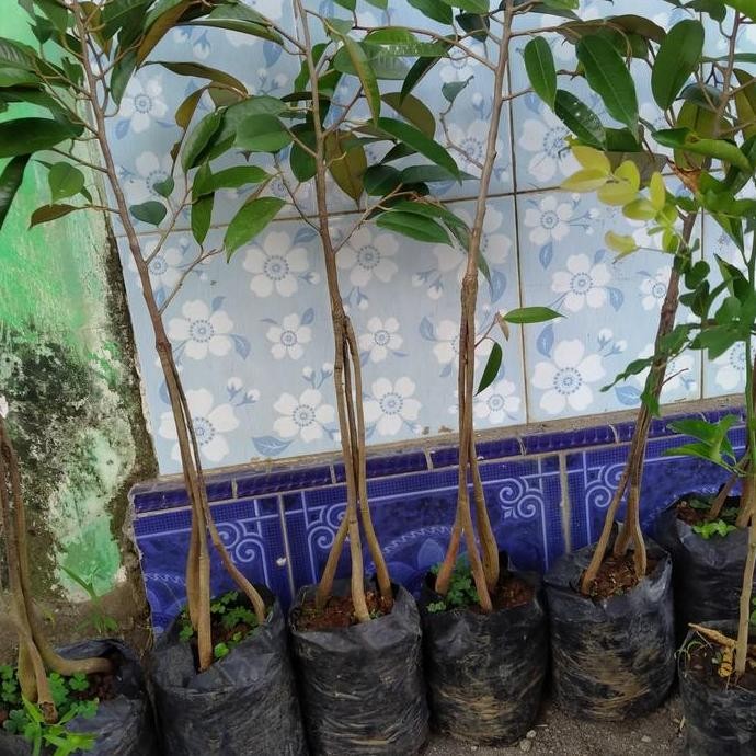 

Terlaris Paket 2 Bibit Durian Bawor 3 Kaki Tinggi 40_60Cm. Hasil Okulasi