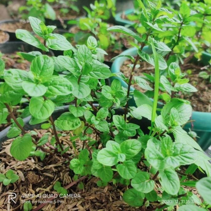 

Terlaris Bibit Tanaman Coklat Mint/Chocolate Mint - Daun Mint Uzwsxl 0592Ox