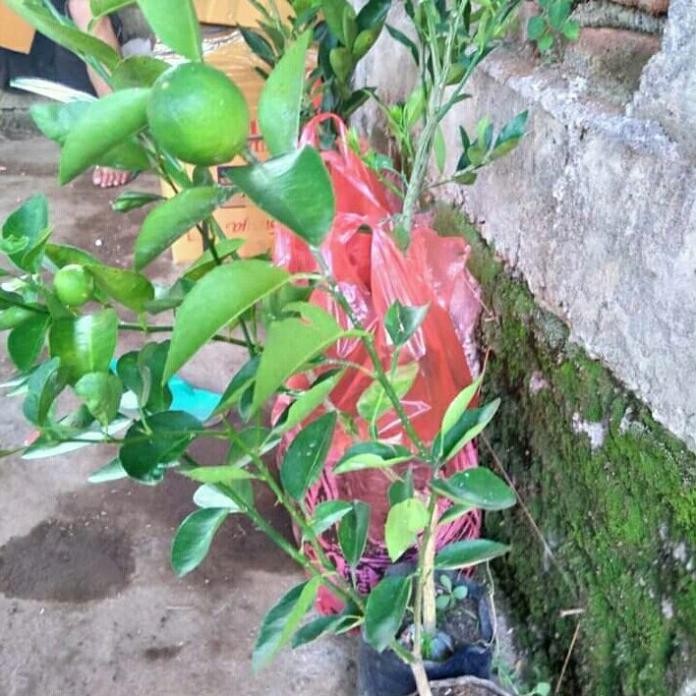 

Terlaris Bibit Jeruk Nipis Super Murah