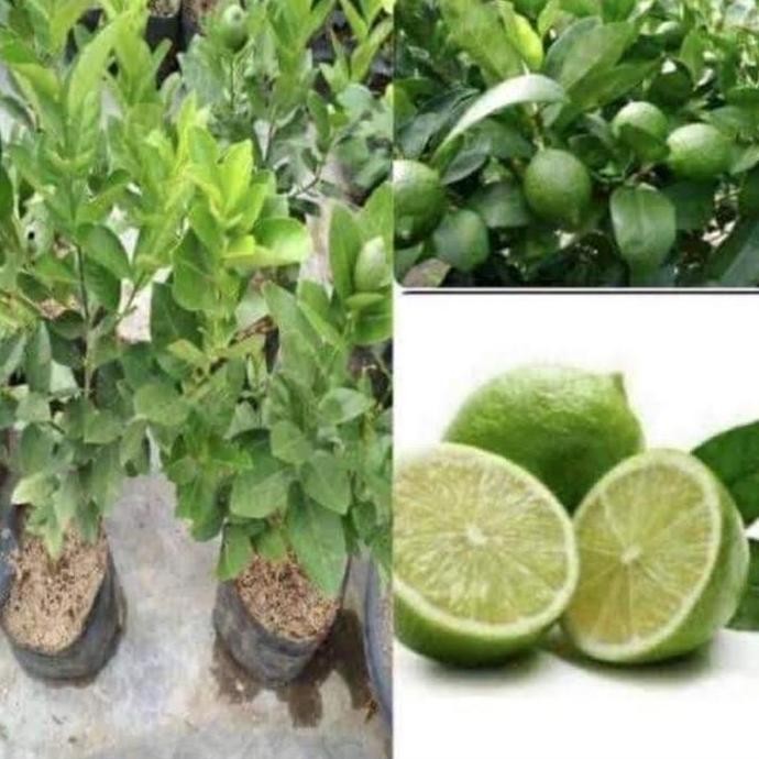 

Terlaris Bibit Jeruk Nipis Super Murah