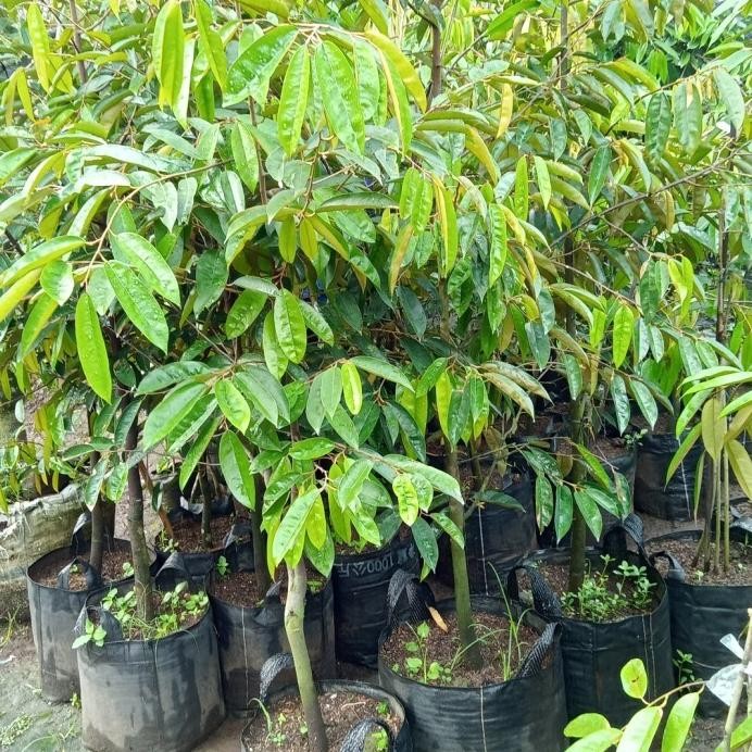 

Terlaris Termurah Bibit Durian Super Tembaga Bangka Unggul Berkualitas Tinggi 2M Up Siap Kirim