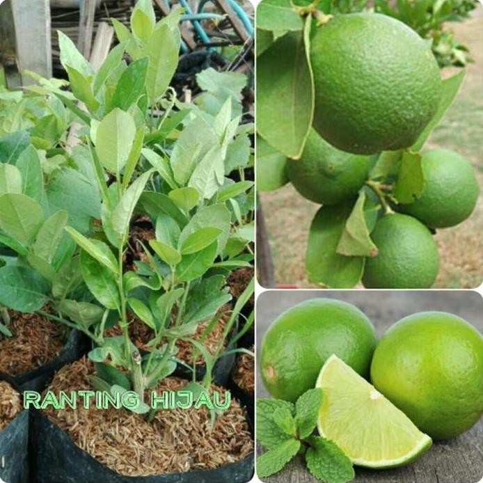 

Terlaris Bibit Jeruk Nipis