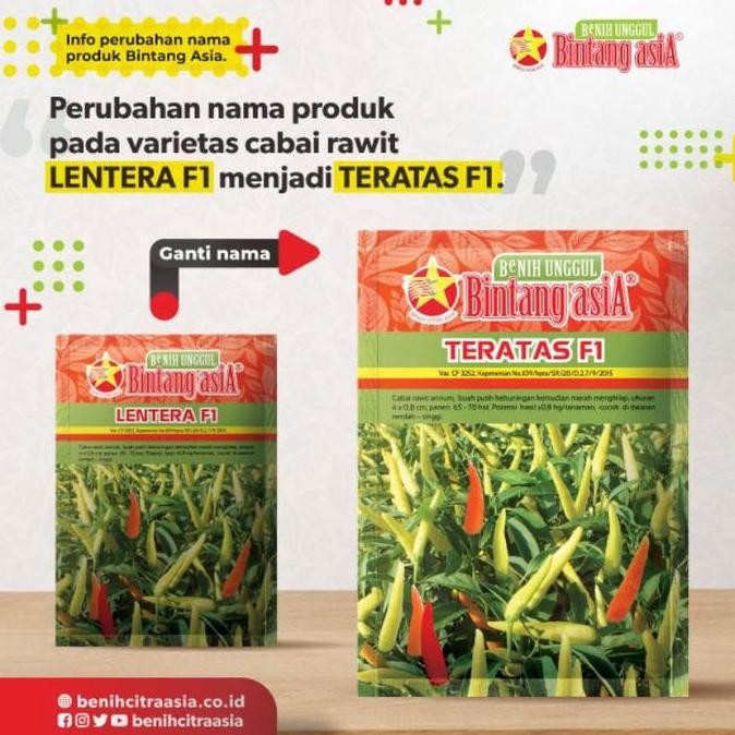 || BANANA / Benih Cabe Rawit Lentera TERATAS F1 10 Gram - Bintang Asia ||~~~
