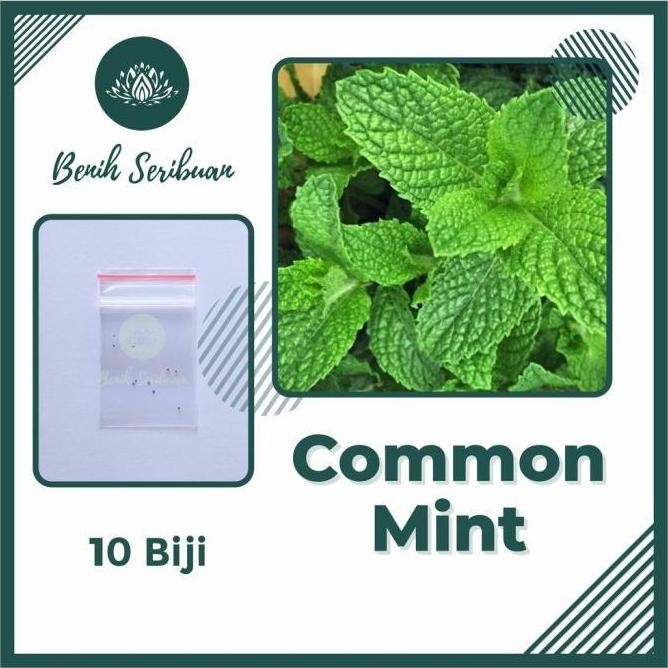 

Terlaris 10 Biji Benih Bibit Daun Common Mint Herb Tanaman Herbal Import