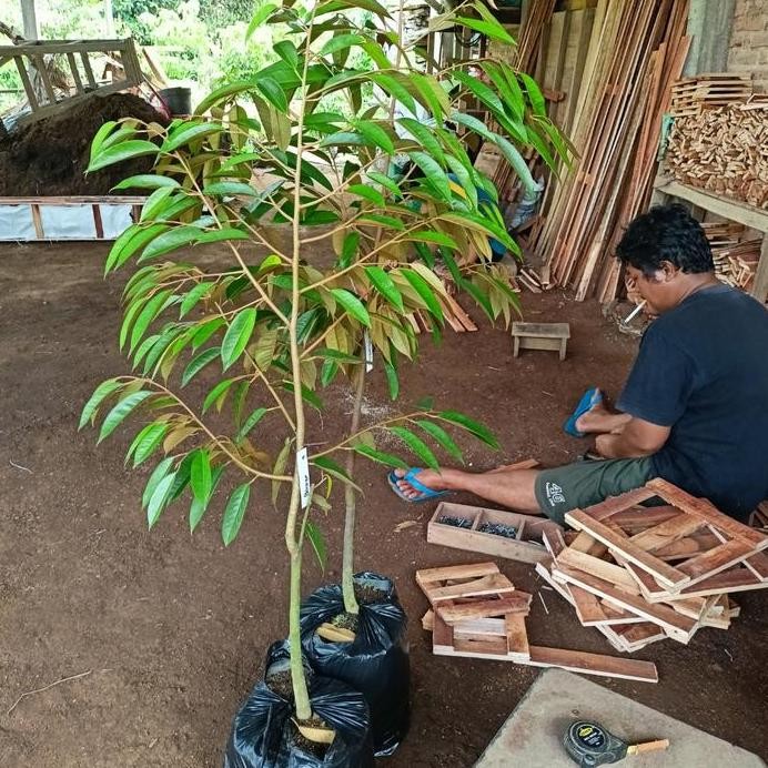 

Terlaris 3 Pohon Bibit Durian Bawor Uk 1,3M