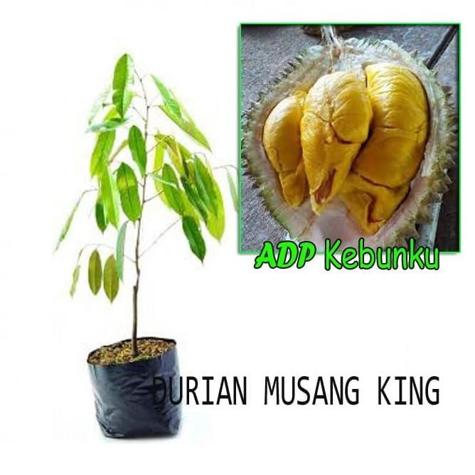 

Terlaris Bibit Tanaman Buah Durian Musang King