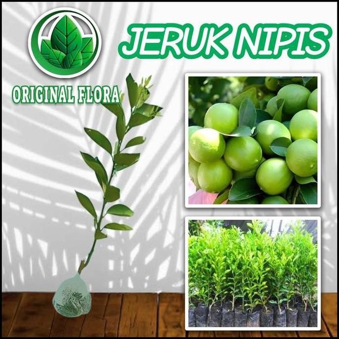 

Terlaris Bibit Jeruk Nipis Bibit Jeruk Nipis Original Flora Pohon Jeruk Terlaris