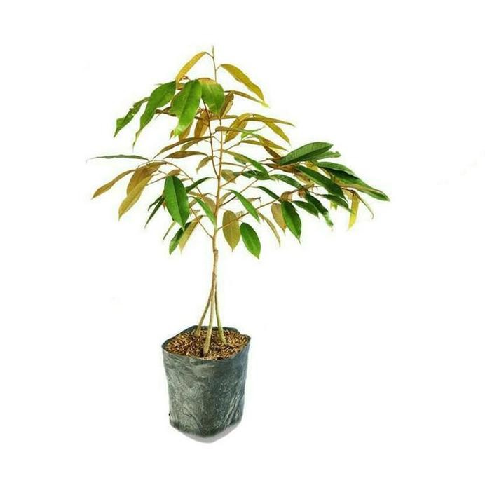 

Terlaris Bibit Tanaman Buah Durian Montong Kaki 3 / Tiga