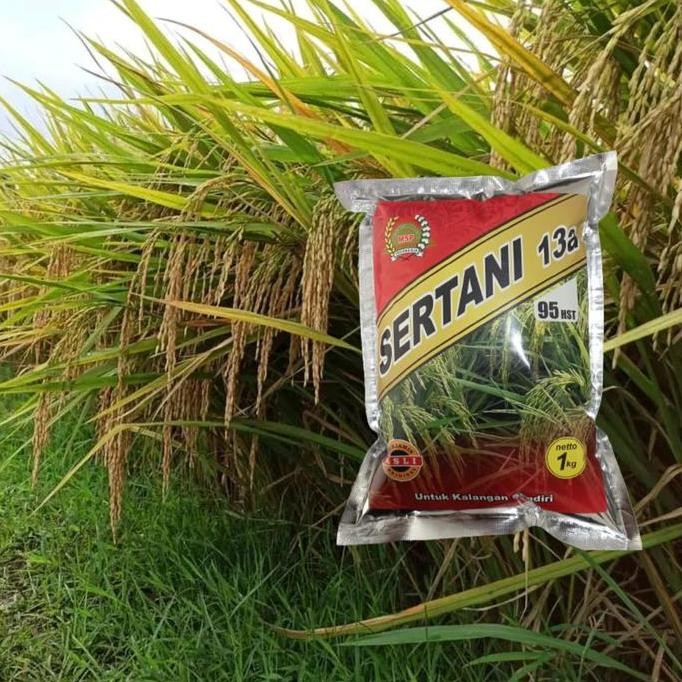 || BANANA / Benih Padi Sertani 13A bibit padi MSP 13 A hasil banyak ||~~~