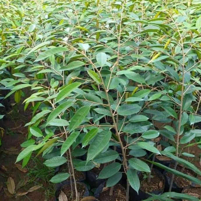 

Terlaris Bibit Durian Bawor Ukuran 60 Cm
