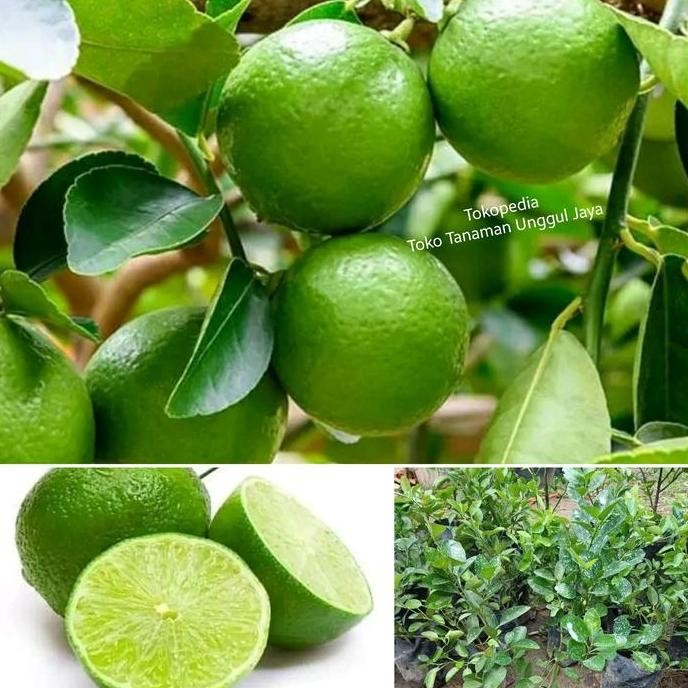 

Terlaris Bibit Jeruk Nipis/ Jeruk Pecel