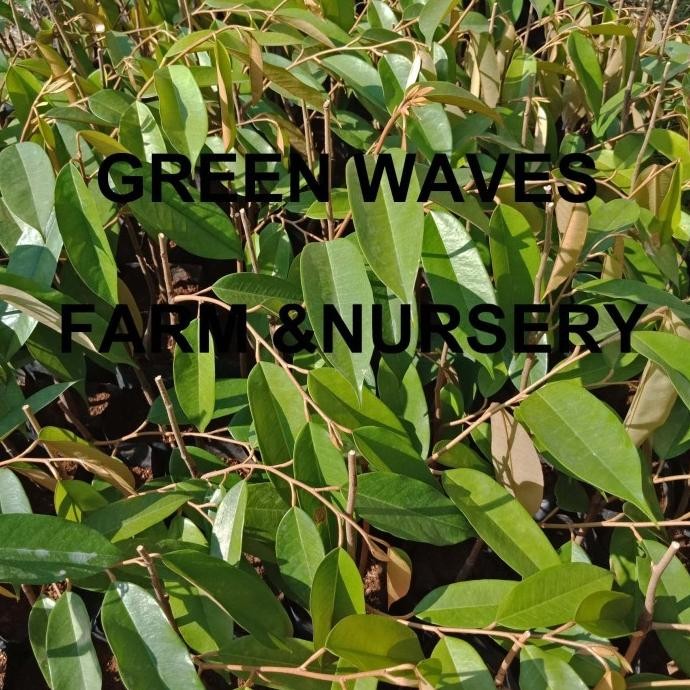 

Terlaris Ready Stock Bibit Durian Ochee/Duri Hitam/Black Thorn (D200) 40 Cm - 50 Cm