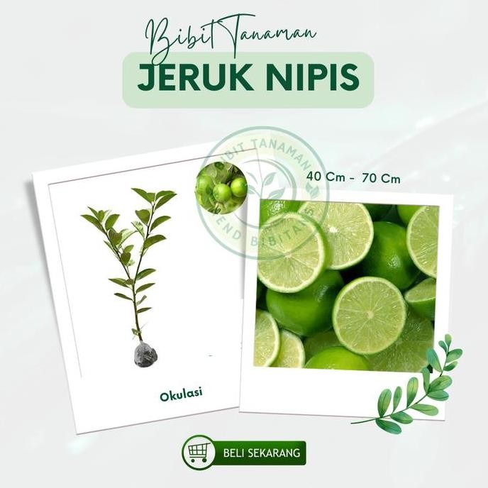 

Terlaris Bibit Tanaman Jeruk Nipis Okulasi [40- 70Cm/1 Pcs] - Tanaman Berkualitas