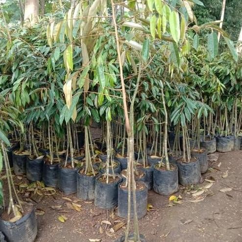 

Terlaris Bibit Tanaman Durian Kaki 3 Bawor,Musangking Tinggi 150M Up